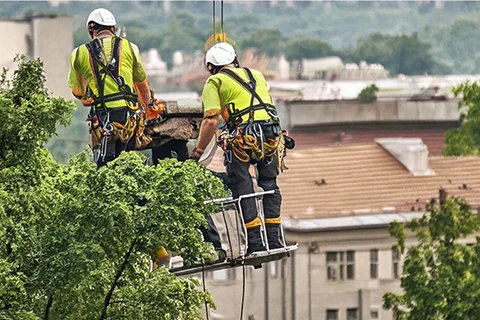 dve osobe u žutim majcama spremaju se za orezivanje stabala